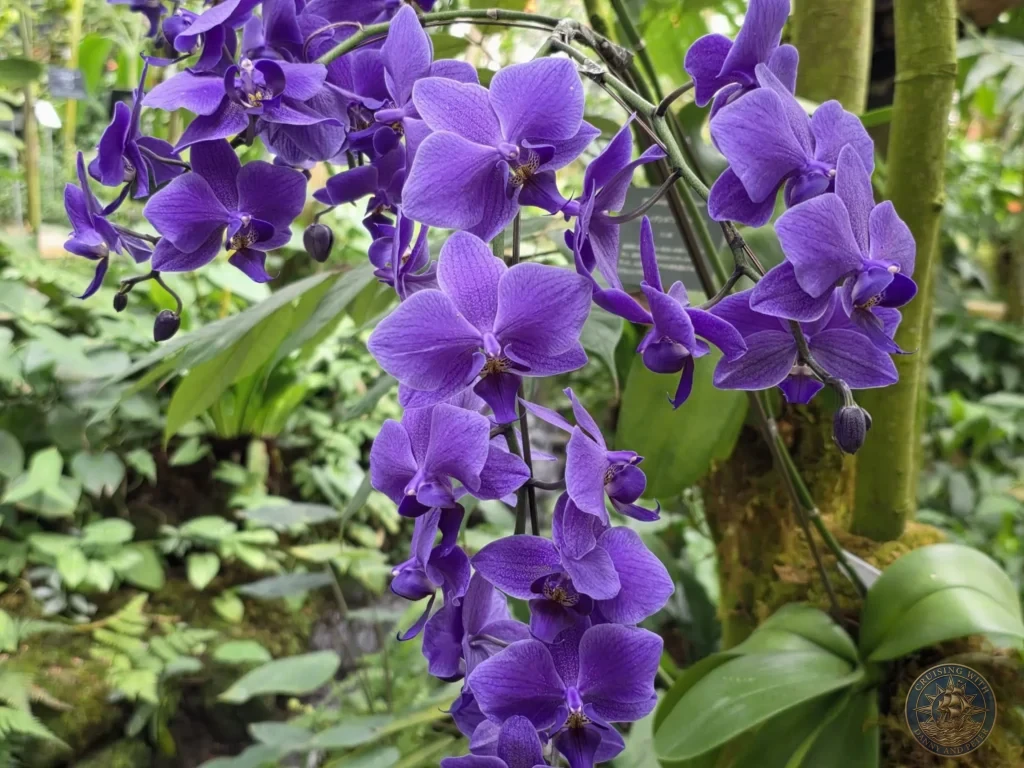 Vivid purple orchids in bloom at Makino Botanical Garden in Kochi, Japan. Tropical flowering display. Kochi Cruise Port Guide | Things to do in Kochi from cruise ship | One day in Kochi Japan itinerary by Danny and Peter.