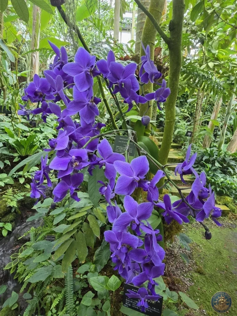 Vibrant purple Vanda orchids in full bloom at Makino Botanical Garden in Kochi, Japan. Tropical orchid display. Kochi Cruise Port Guide | Things to do in Kochi from cruise ship | One day in Kochi Japan itinerary by Danny and Peter.