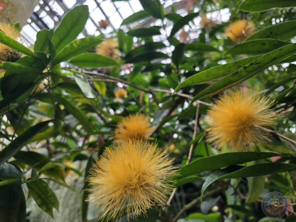 Vibrant yellow powder puff flowers among green leaves at Makino Botanical Garden in Kochi, Japan. Tropical plant display. Kochi Cruise Port Guide | Things to do in Kochi from cruise ship | One day in Kochi Japan itinerary by Danny and Peter.