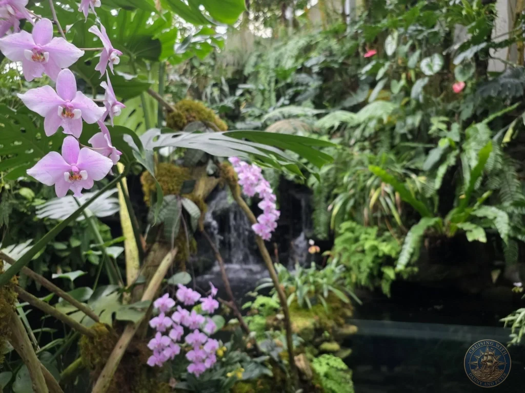 Pink orchids in foreground with small waterfall in lush greenhouse at Makino Botanical Garden in Kochi, Japan. Tropical garden feature. Kochi Cruise Port Guide | Things to do in Kochi from cruise ship | One day in Kochi Japan itinerary by Danny and Peter.