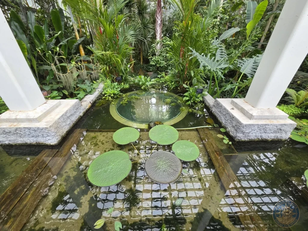 Tranquil circular pond with large green lily pads in the greenhouse at Makino Botanical Garden in Kochi, Japan. Tropical water garden feature. Kochi Cruise Port Guide | Things to do in Kochi from cruise ship | One day in Kochi Japan itinerary by Danny and Peter.