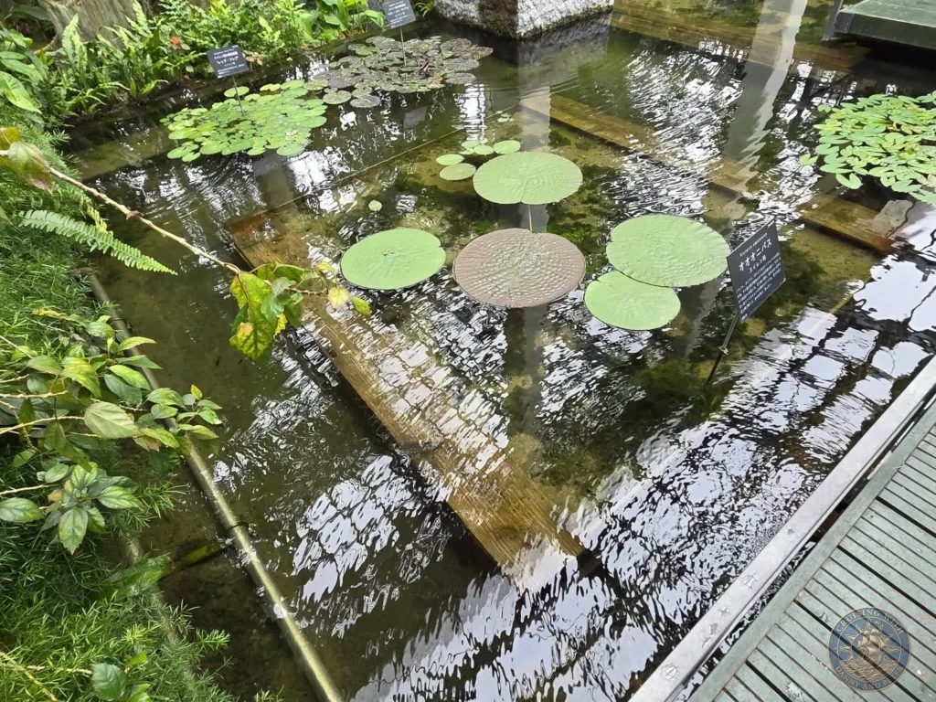 Clear pond with floating green lily pads and wooden paths in greenhouse at Makino Botanical Garden in Kochi, Japan. Tropical water feature. Kochi Cruise Port Guide | Things to do in Kochi from cruise ship | One day in Kochi Japan itinerary by Danny and Peter.
