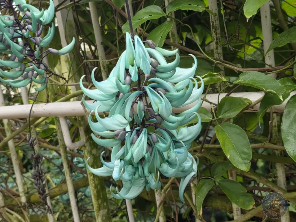 Turquoise jade vine flowers (Strongylodon macrobotrys) in the greenhouse at Makino Botanical Garden in Kochi, Japan. Rare exotic bloom. Kochi Cruise Port Guide | Things to do in Kochi from cruise ship | One day in Kochi Japan itinerary by Danny and Peter.