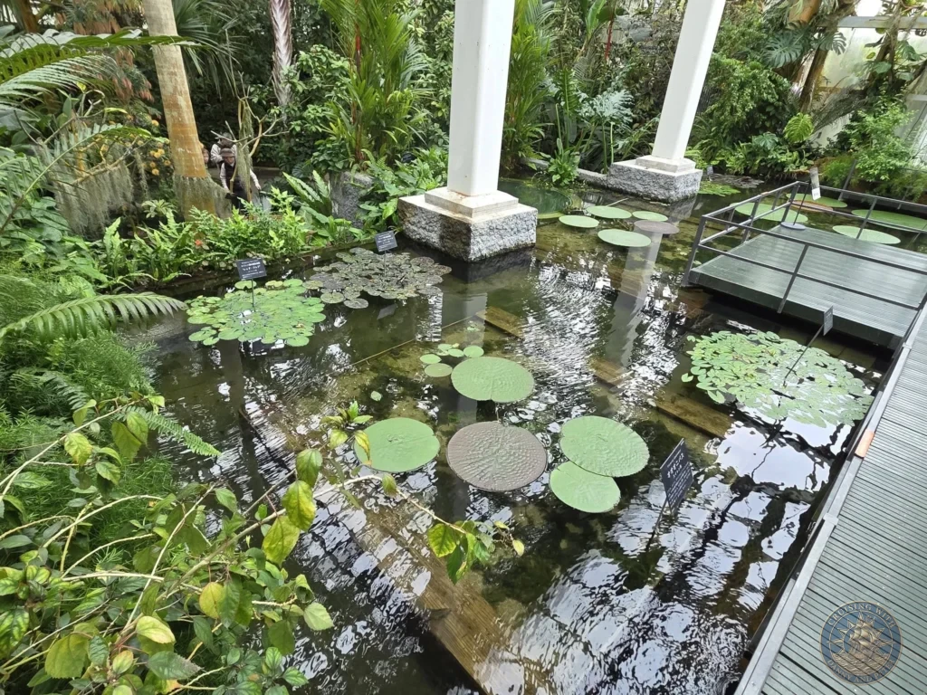 Wide view of lily pad pond surrounded by tropical plants in greenhouse at Makino Botanical Garden in Kochi, Japan. Conservatory water feature. Kochi Cruise Port Guide | Things to do in Kochi from cruise ship | One day in Kochi Japan itinerary by Danny and Peter.