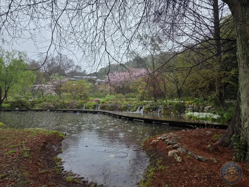 Scenic pond with boardwalk and blooming cherry blossoms under rain at Makino Botanical Garden in Kochi, Japan. Spring garden view. Kochi Cruise Port Guide | Things to do in Kochi from cruise ship | One day in Kochi Japan itinerary by Danny and Peter.