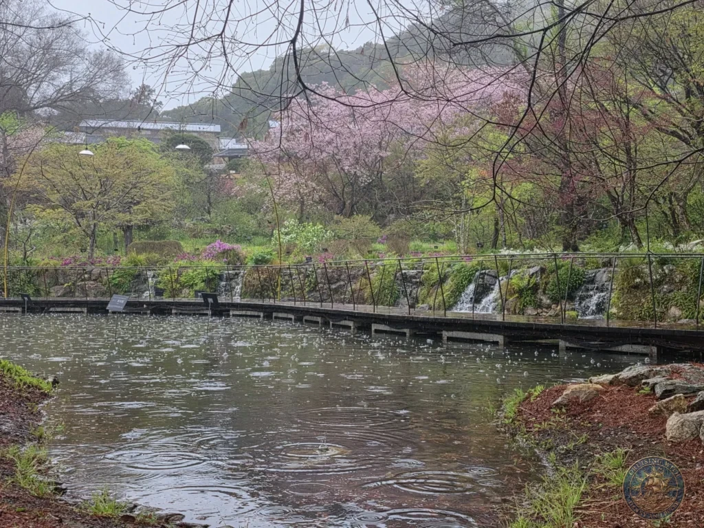 Scenic rainy pond with boardwalk and pink cherry blossoms on the hillside at Makino Botanical Garden in Kochi, Japan. Spring garden view. Kochi Cruise Port Guide | Things to do in Kochi from cruise ship | One day in Kochi Japan itinerary by Danny and Peter.