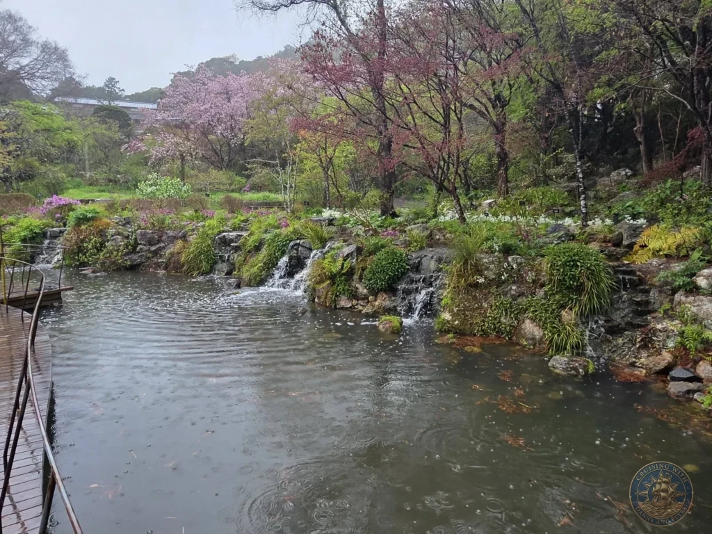 Large pond with fish and cascading waterfalls amid cherry blossoms at Makino Botanical Garden in Kochi, Japan. Spring garden view. Kochi Cruise Port Guide | Things to do in Kochi from cruise ship | One day in Kochi Japan itinerary by Danny and Peter.