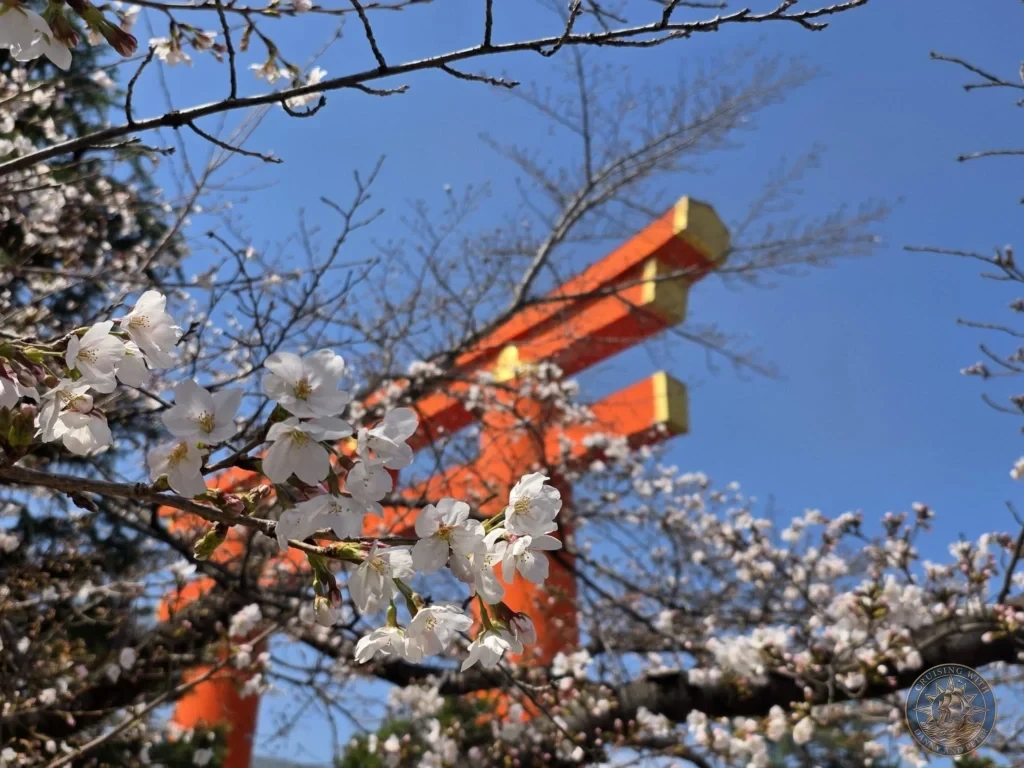 Kobe Japan Cruise Port Guide 2026 – Insider Tips & One Day Itinerary 13 White cherry blossoms in the foreground with the bright orange torii gate of Heian Shrine against a clear blue sky in Kyoto, Japan. Spring scene from Kobe port. Kobe Japan Cruise Port Guide | DIY Kobe Cruise Port to City Center | Things to do in Kobe from cruise ship | Westerdam Kobe Docking Location | One day in Kobe Japan itinerary by Danny and Peter.