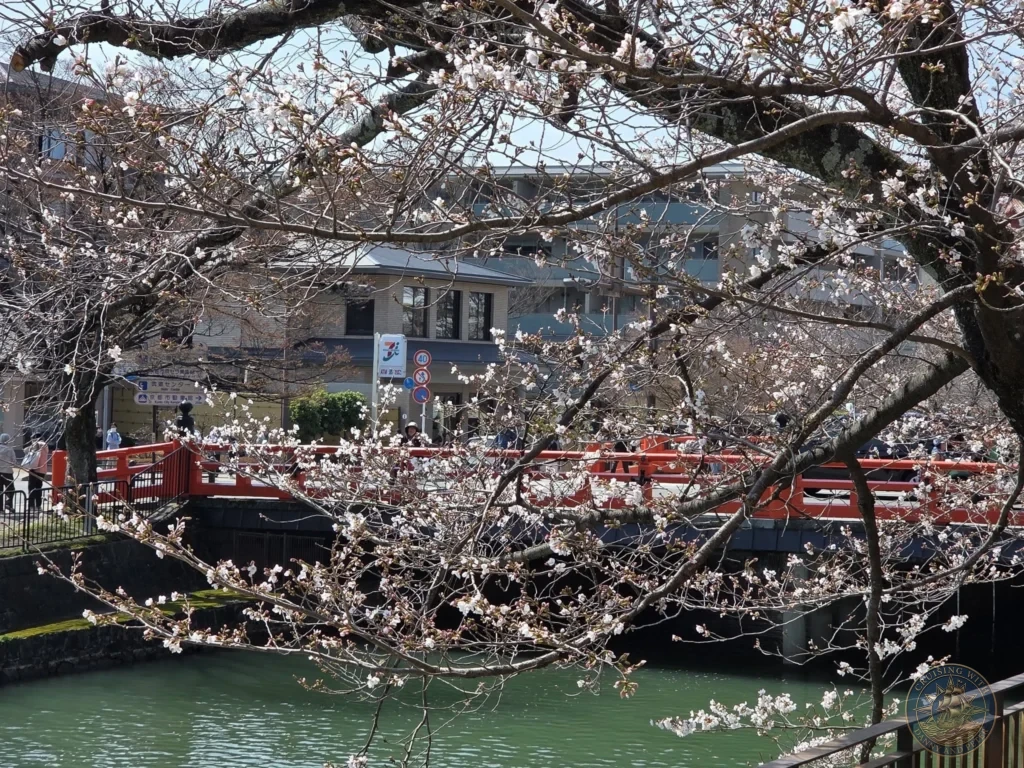 Kobe Japan Cruise Port Guide 2026 – Insider Tips & One Day Itinerary 47 Cherry blossom branches framing a red bridge over the canal near Heian Shrine in Kyoto, Japan. Spring scene from Kobe port day. Kobe Japan Cruise Port Guide | DIY Kobe Cruise Port to City Center | Things to do in Kobe from cruise ship | Westerdam Kobe Docking Location | One day in Kobe Japan itinerary by Danny and Peter.
