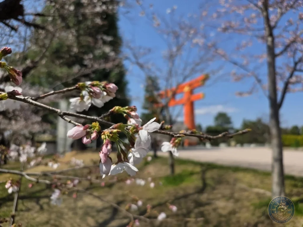 Kobe Japan Cruise Port Guide 2026 – Insider Tips & One Day Itinerary 48 Close-up of white cherry blossoms with the blurred orange torii gate of Heian Shrine in the background under blue sky in Kyoto, Japan. Spring scene from Kobe. Kobe Japan Cruise Port Guide | DIY Kobe Cruise Port to City Center | Things to do in Kobe from cruise ship | Westerdam Kobe Docking Location | One day in Kobe Japan itinerary by Danny and Peter.