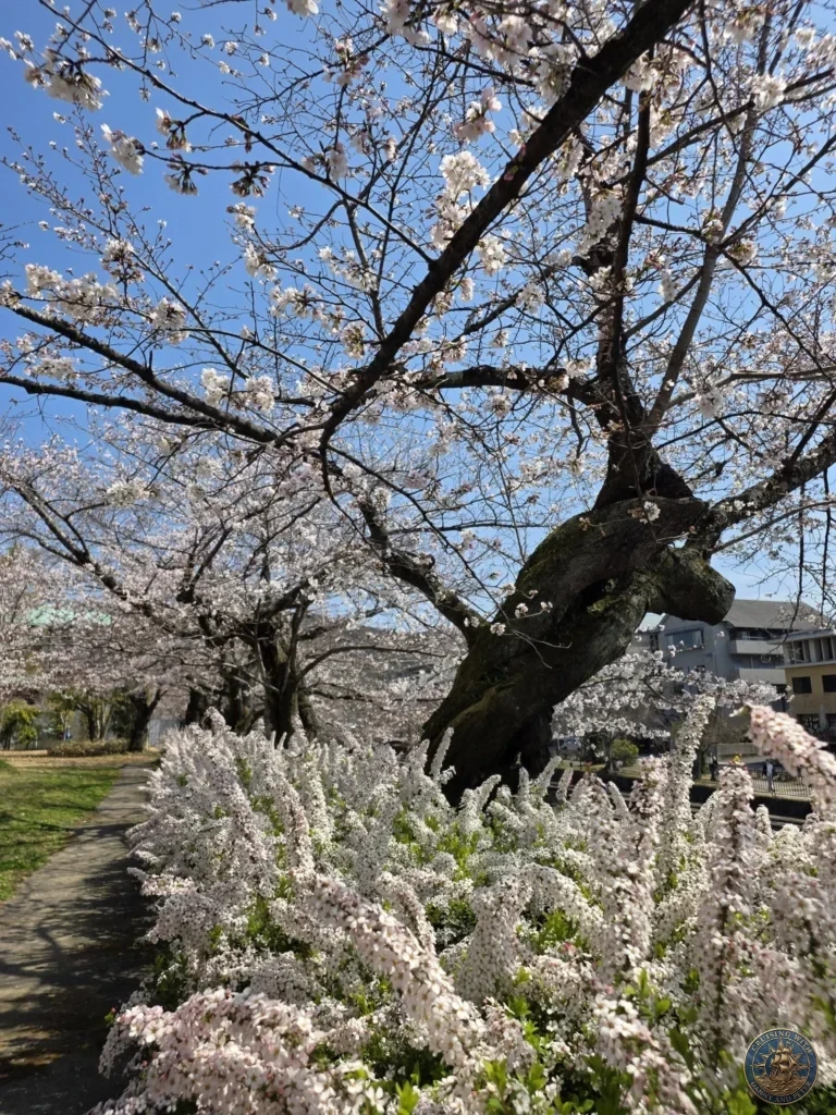 Kobe Japan Cruise Port Guide 2026 – Insider Tips & One Day Itinerary 49 Path lined with blooming cherry trees and white flowers under blue sky near Heian Shrine in Kyoto, Japan. Spring scenery from Kobe port. Kobe Japan Cruise Port Guide | DIY Kobe Cruise Port to City Center | Things to do in Kobe from cruise ship | Westerdam Kobe Docking Location | One day in Kobe Japan itinerary by Danny and Peter.