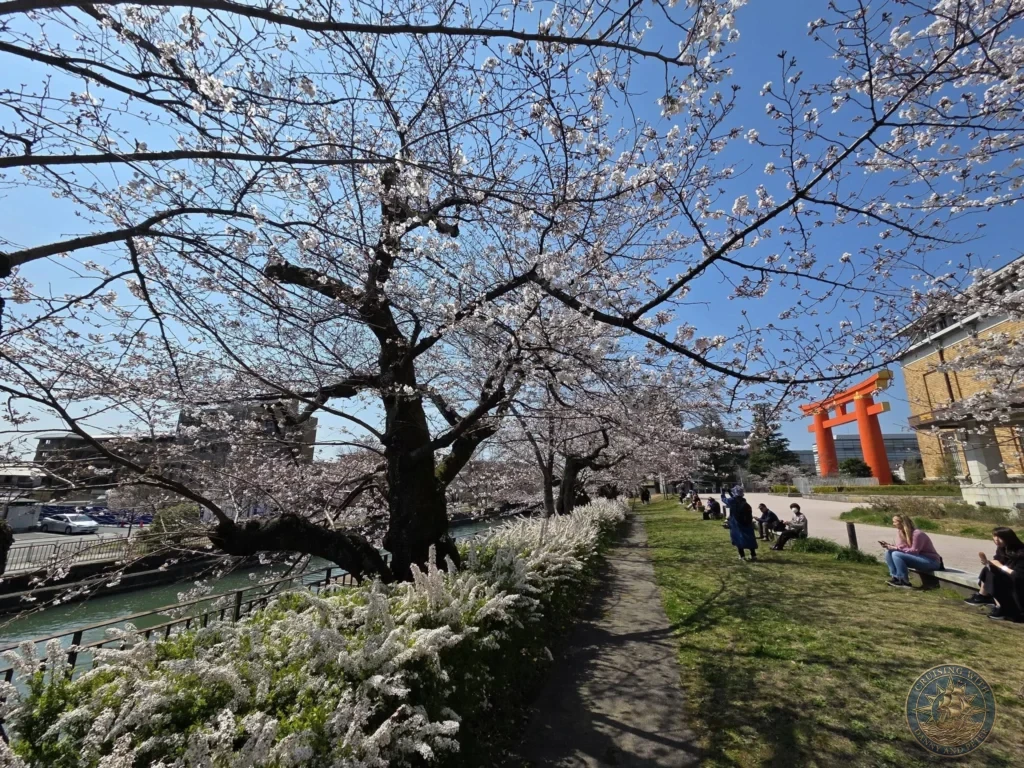 Kobe Japan Cruise Port Guide 2026 – Insider Tips & One Day Itinerary 154 Pathway along the canal lined with cherry blossoms and white flowers, with the orange torii of Heian Shrine in the background in Kyoto, Japan. Spring view from Kobe. Kobe Japan Cruise Port Guide | DIY Kobe Cruise Port to City Center | Things to do in Kobe from cruise ship | Westerdam Kobe Docking Location | One day in Kobe Japan itinerary by Danny and Peter.