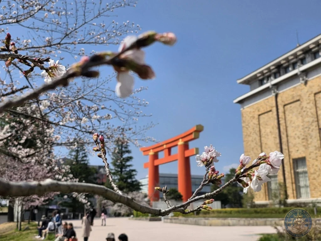 Kobe Japan Cruise Port Guide 2026 – Insider Tips & One Day Itinerary 142 Cherry blossom branches in the foreground with the large orange torii of Heian Shrine and brick building under blue sky in Kyoto, Japan. Spring view from Kobe. Kobe Japan Cruise Port Guide | DIY Kobe Cruise Port to City Center | Things to do in Kobe from cruise ship | Westerdam Kobe Docking Location | One day in Kobe Japan itinerary by Danny and Peter.
