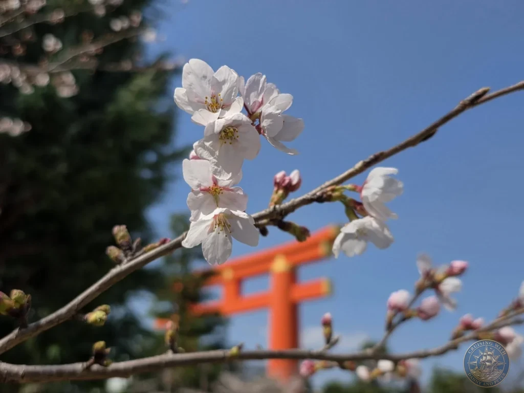 Kobe Japan Cruise Port Guide 2026 – Insider Tips & One Day Itinerary 52 Close-up of white cherry blossoms against a clear blue sky with the blurred orange torii of Heian Shrine in Kyoto, Japan. Spring detail from Kobe. Kobe Japan Cruise Port Guide | DIY Kobe Cruise Port to City Center | Things to do in Kobe from cruise ship | Westerdam Kobe Docking Location | One day in Kobe Japan itinerary by Danny and Peter.