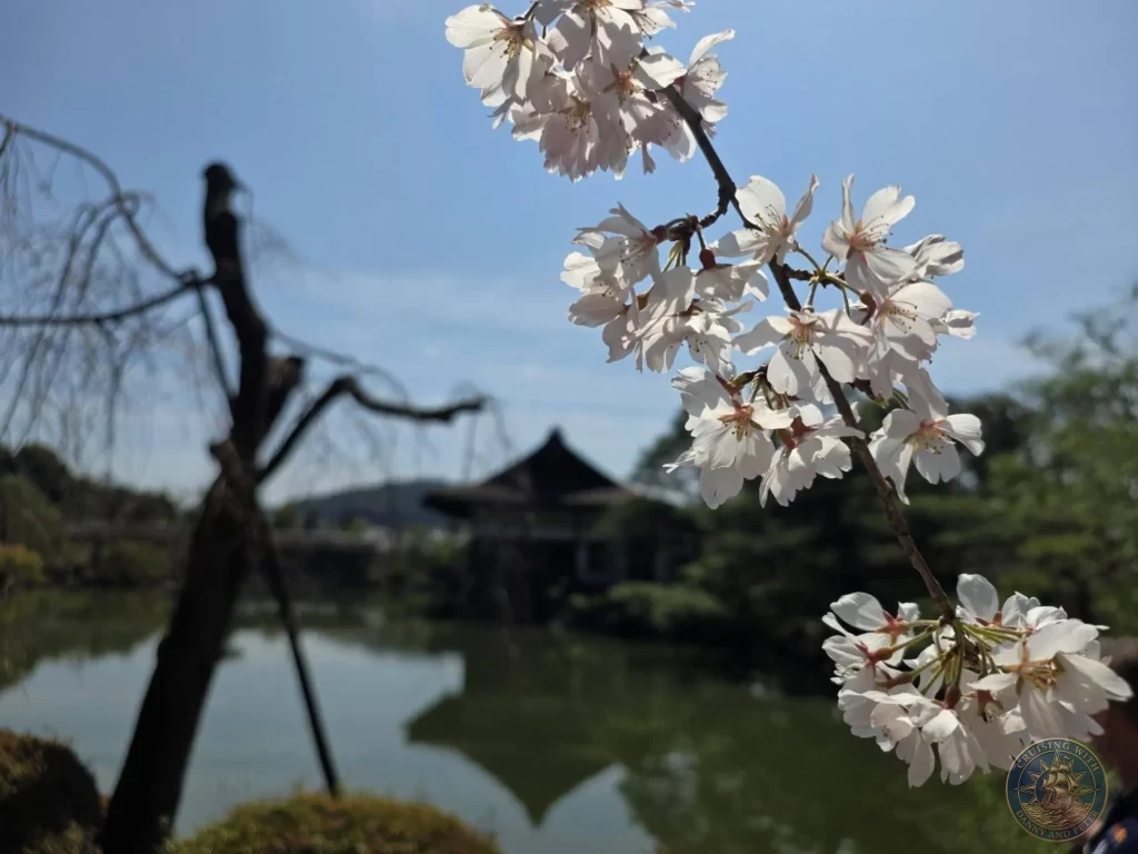 Kobe Japan Cruise Port Guide 2026 – Insider Tips & One Day Itinerary 58 Close-up of white cherry blossoms with a pond and traditional pavilion in the background at Heian Shrine under a blue sky in Kyoto, Japan. Spring gardens from Kobe port day. Kobe Japan Cruise Port Guide | DIY Kobe Cruise Port to City Center | Things to do in Kobe from cruise ship | Westerdam Kobe Docking Location | One day in Kobe Japan itinerary by Danny and Peter.