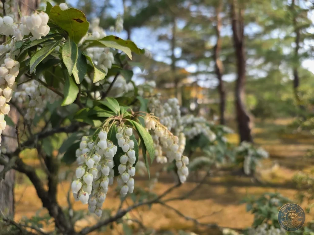 Kobe Japan Cruise Port Guide 2026 – Insider Tips & One Day Itinerary 67 Close-up of white hanging flowers with the Golden Pavilion of Kinkaku-ji softly blurred in the background in Kyoto, Japan. Garden detail from Kobe port day. Kobe Japan Cruise Port Guide | DIY Kobe Cruise Port to City Center | Things to do in Kobe from cruise ship | Westerdam Kobe Docking Location | One day in Kobe Japan itinerary by Danny and Peter.