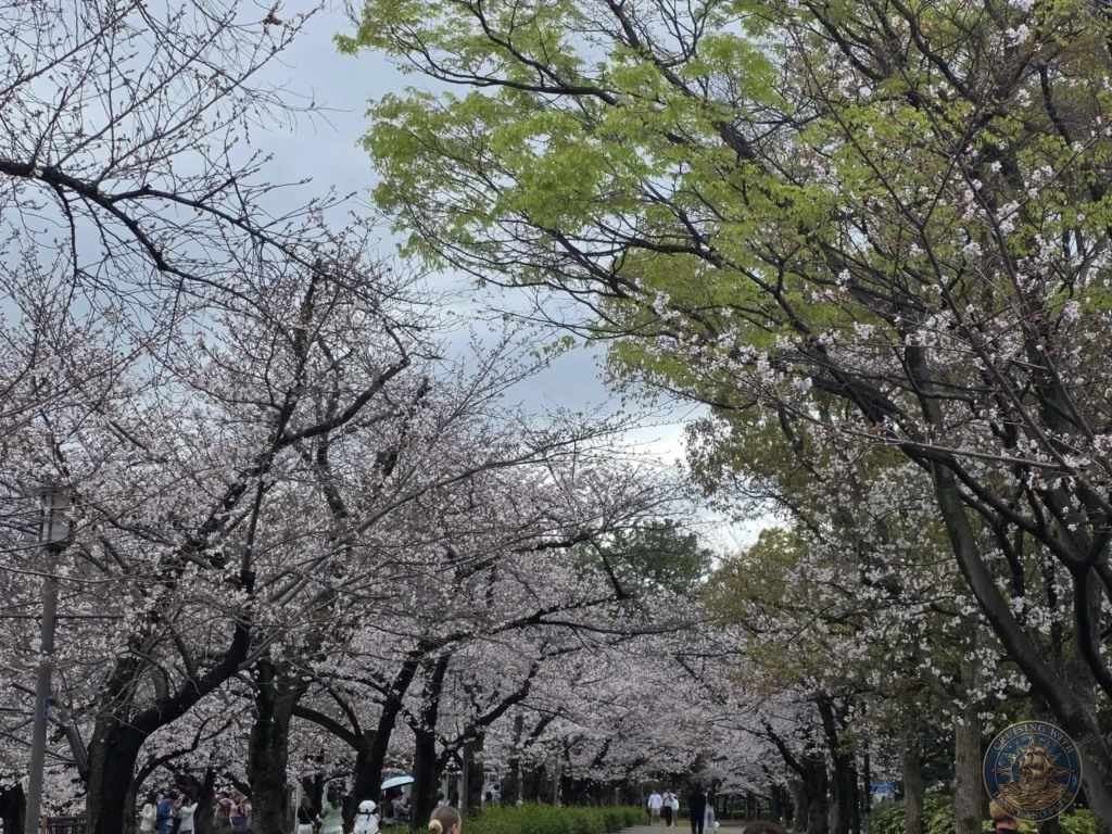 Kobe Japan Cruise Port Guide 2026 – Insider Tips & One Day Itinerary 104 Pathway lined with blooming cherry blossom trees forming a canopy at Osaka Castle Park in Osaka, Japan. Spring scenery from Kobe port day. Kobe Japan Cruise Port Guide | DIY Kobe Cruise Port to City Center | Things to do in Kobe from cruise ship | Westerdam Kobe Docking Location | One day in Kobe Japan itinerary by Danny and Peter.