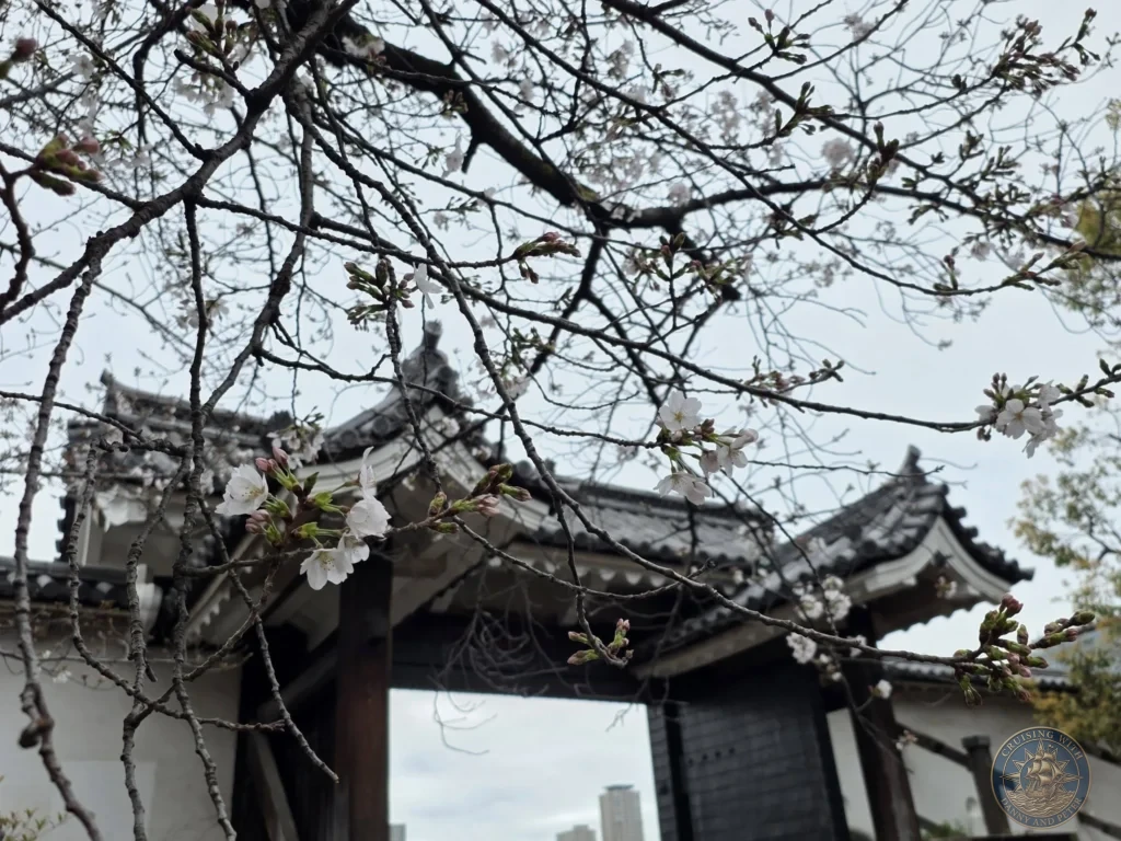 Kobe Japan Cruise Port Guide 2026 – Insider Tips & One Day Itinerary 119 Delicate cherry blossoms in the foreground framing a traditional wooden gate at Osaka Castle under a cloudy sky in Osaka, Japan. Spring detail from Kobe port day. Kobe Japan Cruise Port Guide | DIY Kobe Cruise Port to City Center | Things to do in Kobe from cruise ship | Westerdam Kobe Docking Location | One day in Kobe Japan itinerary by Danny and Peter.