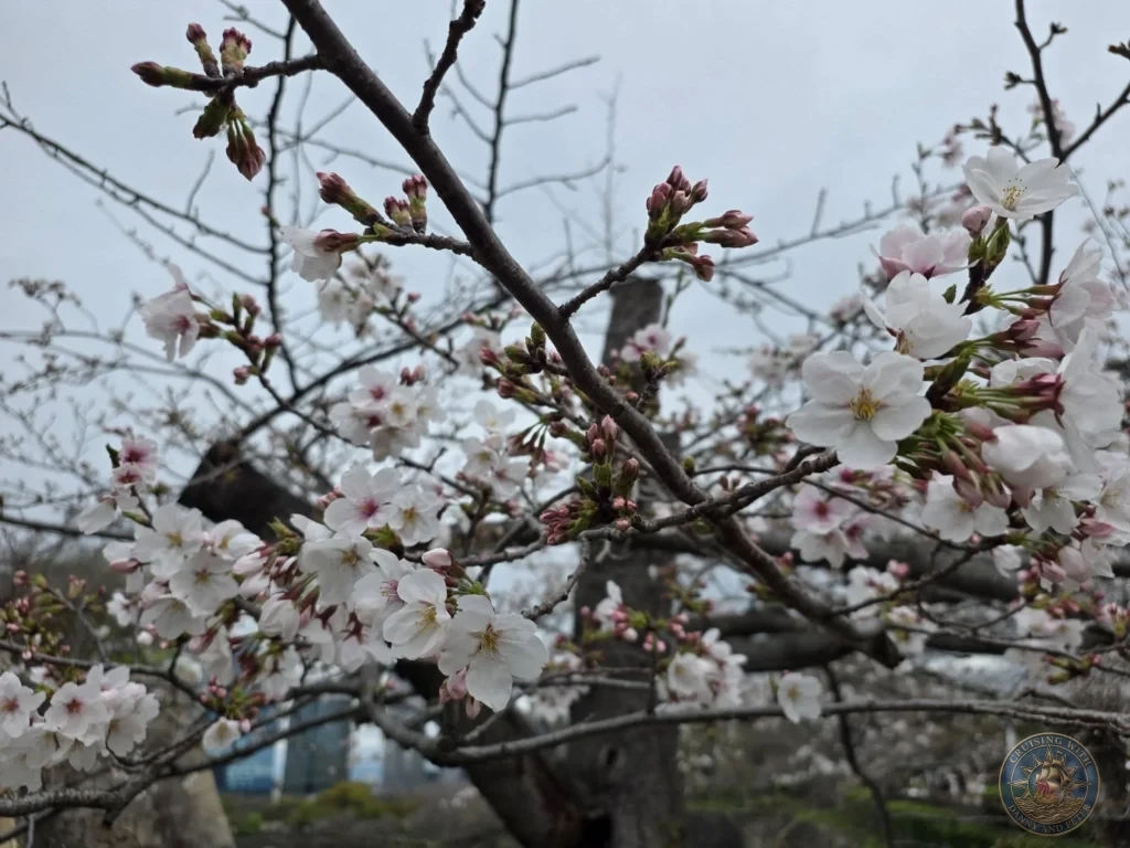 Kobe Japan Cruise Port Guide 2026 – Insider Tips & One Day Itinerary 120 Close-up of white cherry blossoms on branches at Osaka Castle under a cloudy sky in Osaka, Japan. Spring detail from Kobe port day. Kobe Japan Cruise Port Guide | DIY Kobe Cruise Port to City Center | Things to do in Kobe from cruise ship | Westerdam Kobe Docking Location | One day in Kobe Japan itinerary by Danny and Peter.