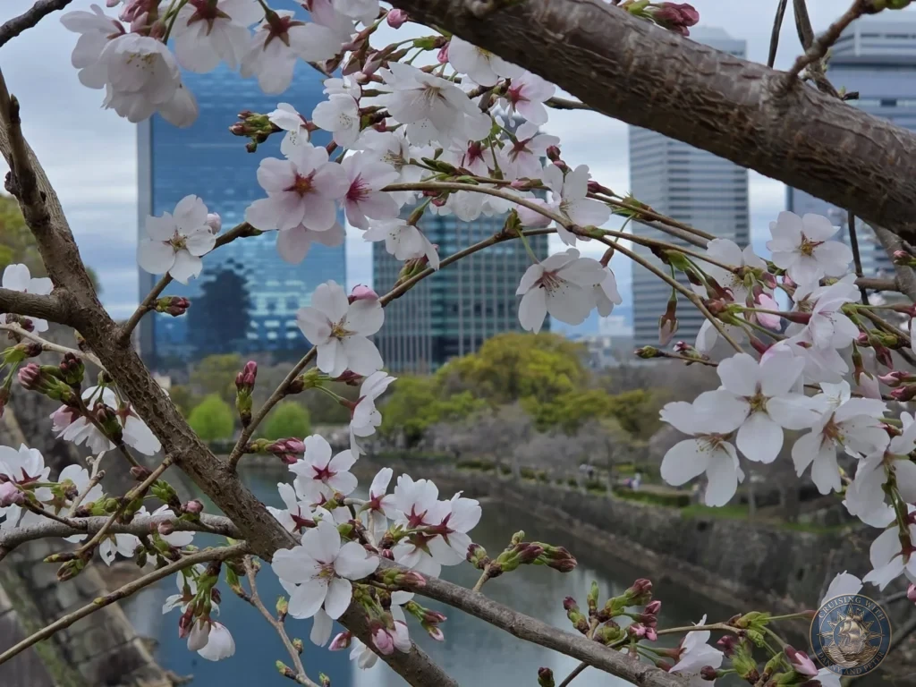 Kobe Japan Cruise Port Guide 2026 – Insider Tips & One Day Itinerary 121 Close-up of white cherry blossoms framing the moat and modern city skyline at Osaka Castle in Osaka, Japan. Spring contrast from Kobe port day. Kobe Japan Cruise Port Guide | DIY Kobe Cruise Port to City Center | Things to do in Kobe from cruise ship | Westerdam Kobe Docking Location | One day in Kobe Japan itinerary by Danny and Peter.