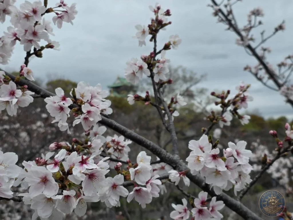 Kobe Japan Cruise Port Guide 2026 – Insider Tips & One Day Itinerary 123 A close-up view of delicate pink cherry blossoms blooming on tree branches in Osaka Castle Park, with the main keep of Osaka Castle softly blurred in the background on an overcast spring day; ideal for a Kobe Japan Cruise Port Guide, DIY Kobe Cruise Port to City Center, Things to do in Kobe from cruise ship, Westerdam Kobe Docking Location, or One day in Kobe Japan itinerary, by Danny and Peter.