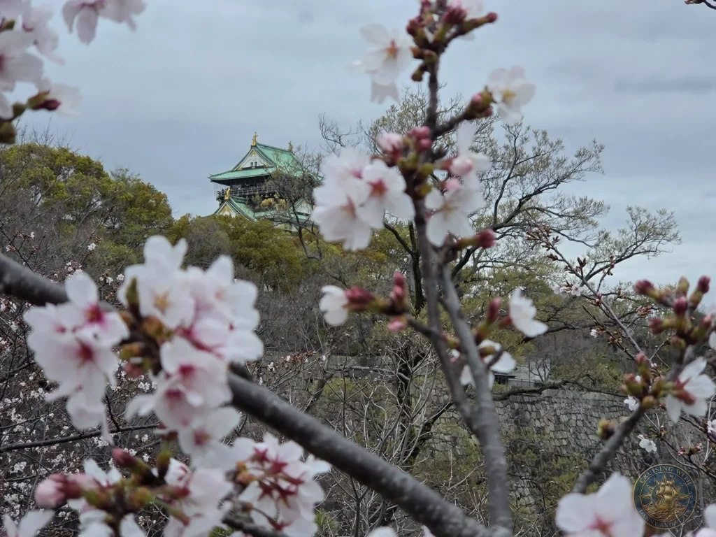 Kobe Japan Cruise Port Guide 2026 – Insider Tips & One Day Itinerary 39 The green and gold roof of Osaka Castle framed by soft pink cherry blossoms in foreground blur under an overcast sky; ideal for a Kobe Japan Cruise Port Guide, DIY Kobe Cruise Port to City Center, Things to do in Kobe from cruise ship, Westerdam Kobe Docking Location, or One day in Kobe Japan itinerary, by Danny and Peter.