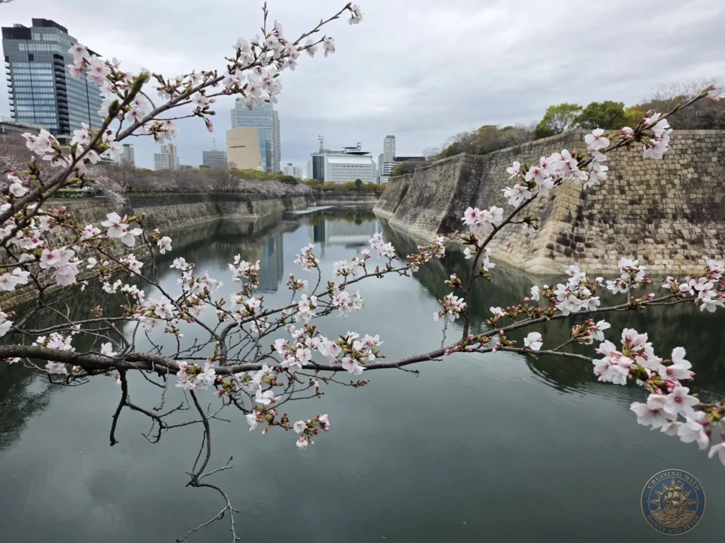 Kobe Japan Cruise Port Guide 2026 – Insider Tips & One Day Itinerary 129 Cherry blossom branches in full bloom stretching across the foreground, with the stone ramparts and calm water moat of Osaka Castle reflecting modern city skyscrapers on an overcast day; ideal for a Kobe Japan Cruise Port Guide, DIY Kobe Cruise Port to City Center, Things to do in Kobe from cruise ship, Westerdam Kobe Docking Location, or One day in Kobe Japan itinerary, by Danny and Peter.