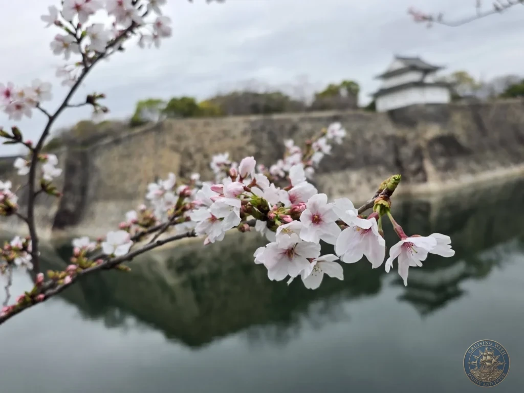 Kobe Japan Cruise Port Guide 2026 – Insider Tips & One Day Itinerary 146 A close-up branch of pale pink cherry blossoms in sharp focus, with the moat, stone walls, and a white corner turret of Osaka Castle reflected softly in the water background on an overcast spring day; ideal for a Kobe Japan Cruise Port Guide, DIY Kobe Cruise Port to City Center, Things to do in Kobe from cruise ship, Westerdam Kobe Docking Location, or One day in Kobe Japan itinerary, by Danny and Peter.