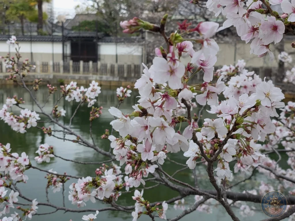 Kobe Japan Cruise Port Guide 2026 – Insider Tips & One Day Itinerary 12 Delicate pink cherry blossoms in full bloom along the branches overlooking a tranquil pond at Shitennoji Temple in Osaka, Japan; ideal for a Kobe Japan Cruise Port Guide, DIY Kobe Cruise Port to City Center, Things to do in Kobe from cruise ship, MS Westerdam Kobe Docking Location, or One day in Kobe Japan itinerary, by Danny and Peter.