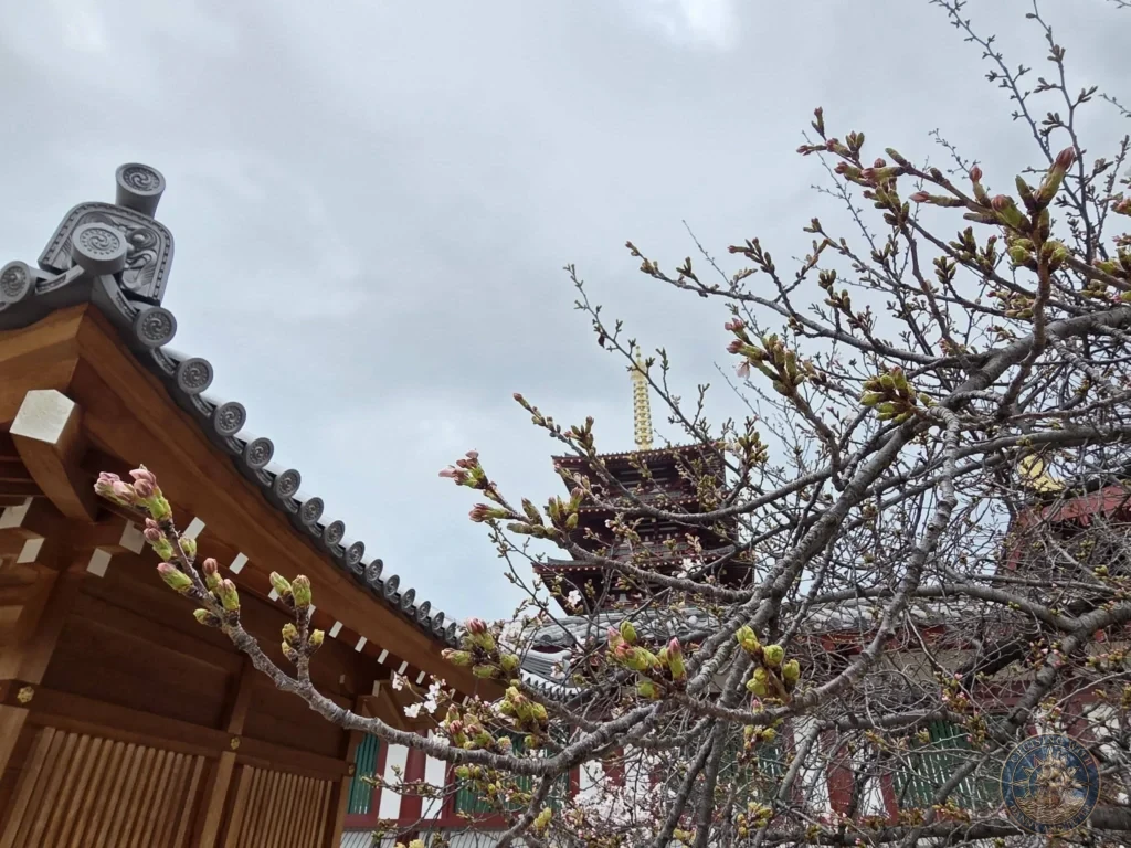 Kobe Japan Cruise Port Guide 2026 – Insider Tips & One Day Itinerary 18 Cherry blossom branches with early spring buds framing a traditional wooden temple roof and the five-story pagoda at Shitennoji Temple in Osaka, Japan; ideal for a Kobe Japan Cruise Port Guide, DIY Kobe Cruise Port to City Center, Things to do in Kobe from cruise ship, MS Westerdam Kobe Docking Location, or One day in Kobe Japan itinerary, by Danny and Peter.