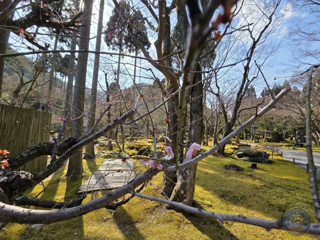 Kobe Japan Cruise Port Guide 2026 – Insider Tips & One Day Itinerary 80 Moss-covered garden with early pink blossoms on branches, wooden path, and tall trees under a blue sky at Shozan Resort Garden in Kyoto, Japan. Peaceful spring garden from Kobe port day. Kobe Japan Cruise Port Guide | DIY Kobe Cruise Port to City Center | Things to do in Kobe from cruise ship | Westerdam Kobe Docking Location | One day in Kobe Japan itinerary by Danny and Peter.