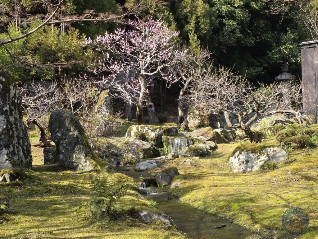 Kobe Japan Cruise Port Guide 2026 – Insider Tips & One Day Itinerary 81 Mossy stream with rocks and a pink-blossoming plum tree in the gardens of Shozan Resort under sunlight in Kyoto, Japan. Peaceful spring garden from Kobe port day. Kobe Japan Cruise Port Guide | DIY Kobe Cruise Port to City Center | Things to do in Kobe from cruise ship | Westerdam Kobe Docking Location | One day in Kobe Japan itinerary by Danny and Peter.