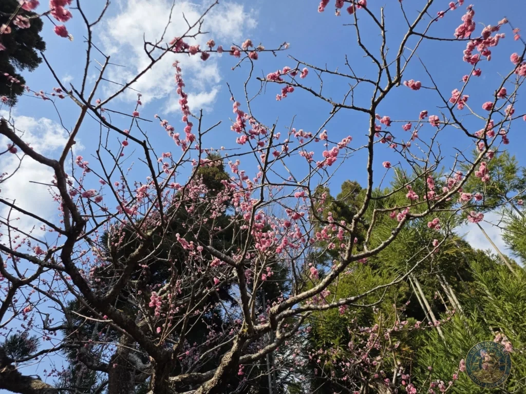 Kobe Japan Cruise Port Guide 2026 – Insider Tips & One Day Itinerary 82 Pink plum blossoms against a bright blue sky with white clouds at Shozan Resort Garden in Kyoto, Japan. Spring blooms from Kobe port day. Kobe Japan Cruise Port Guide | DIY Kobe Cruise Port to City Center | Things to do in Kobe from cruise ship | Westerdam Kobe Docking Location | One day in Kobe Japan itinerary by Danny and Peter.