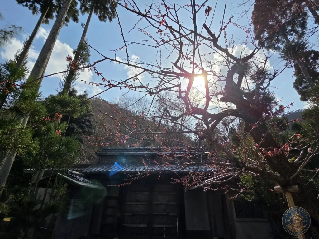 Kobe Japan Cruise Port Guide 2026 – Insider Tips & One Day Itinerary 84 Traditional building framed by branches with pink blossoms and sunlight filtering through trees at Shozan Resort Garden under a blue sky in Kyoto, Japan. Spring garden scene from Kobe port day. Kobe Japan Cruise Port Guide | DIY Kobe Cruise Port to City Center | Things to do in Kobe from cruise ship | Westerdam Kobe Docking Location | One day in Kobe Japan itinerary by Danny and Peter.