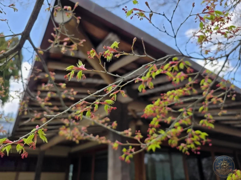 Kobe Japan Cruise Port Guide 2026 – Insider Tips & One Day Itinerary 86 Close-up of fresh green leaves and pink buds on branches with a traditional Japanese building in the background at Shozan Resort Garden under a blue sky in Kyoto, Japan. Early spring garden from Kobe port day. Kobe Japan Cruise Port Guide | DIY Kobe Cruise Port to City Center | Things to do in Kobe from cruise ship | Westerdam Kobe Docking Location | One day in Kobe Japan itinerary by Danny and Peter.