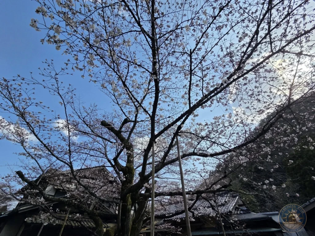 Kobe Japan Cruise Port Guide 2026 – Insider Tips & One Day Itinerary 88 Large cherry blossom tree with white-pink flowers against a clear blue sky above traditional buildings at Shozan Resort Garden in Kyoto, Japan. Spring blossoms from Kobe port day. Kobe Japan Cruise Port Guide | DIY Kobe Cruise Port to City Center | Things to do in Kobe from cruise ship | Westerdam Kobe Docking Location | One day in Kobe Japan itinerary by Danny and Peter.