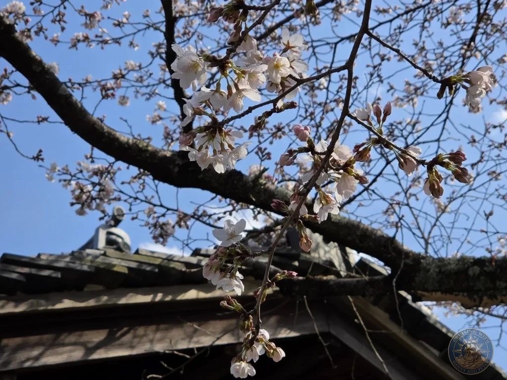 Kobe Japan Cruise Port Guide 2026 – Insider Tips & One Day Itinerary 91 Close-up of delicate white and pink cherry blossoms against a clear blue sky with a traditional tiled roof below at Shozan Resort Garden in Kyoto, Japan. Spring blooms from Kobe port day. Kobe Japan Cruise Port Guide | DIY Kobe Cruise Port to City Center | Things to do in Kobe from cruise ship | Westerdam Kobe Docking Location | One day in Kobe Japan itinerary by Danny and Peter.