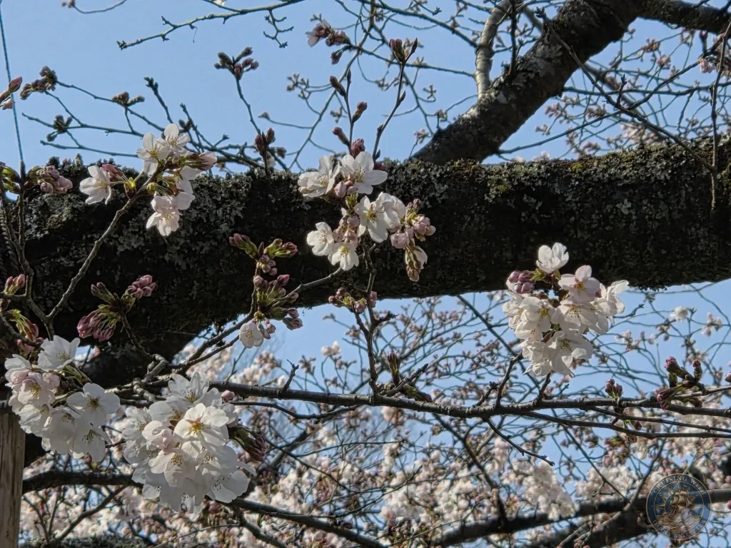 Kobe Japan Cruise Port Guide 2026 – Insider Tips & One Day Itinerary 92 Close-up of white and soft pink cherry blossoms on a mossy branch against a clear blue sky at Shozan Resort Garden in Kyoto, Japan. Spring blooms from Kobe port day. Kobe Japan Cruise Port Guide | DIY Kobe Cruise Port to City Center | Things to do in Kobe from cruise ship | Westerdam Kobe Docking Location | One day in Kobe Japan itinerary by Danny and Peter.