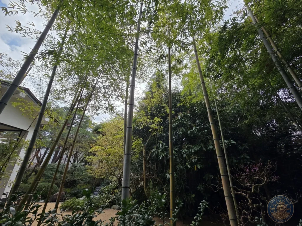 Tall green bamboo stalks reaching up into the canopy beside traditional Japanese buildings and lush foliage at the Adachi Museum of Art during a shore excursion from Sakaiminato Japan Cruise Port Guide, DIY Sakaiminato Cruise Port to City Center, Things to do in Sakaiminato from cruise ship, Westerdam Sakaiminato Docking Location, One day in Sakaiminato Japan itinerary by Danny and Peter.