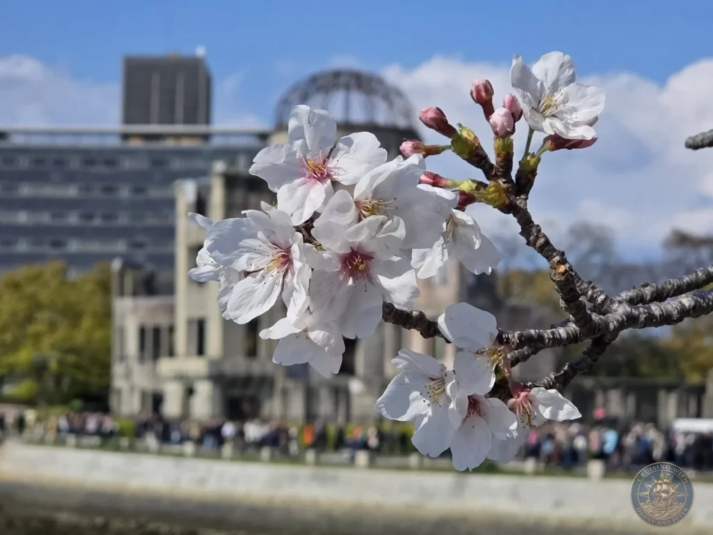 Hiroshima Japan Cruise Port Guide 2026 – Insider Tips & One Day Itinerary 49 Close-up macro of white cherry blossoms in full bloom on a branch with the Atomic Bomb Dome softly blurred in the background on a sunny day in Hiroshima Japan. Hiroshima Japan Cruise Port Guide, DIY Hiroshima Cruise Port to City Center, Things to do in Hiroshima from cruise ship, Westerdam Hiroshima Docking Location, One day in Hiroshima Japan itinerary by Danny and Peter.