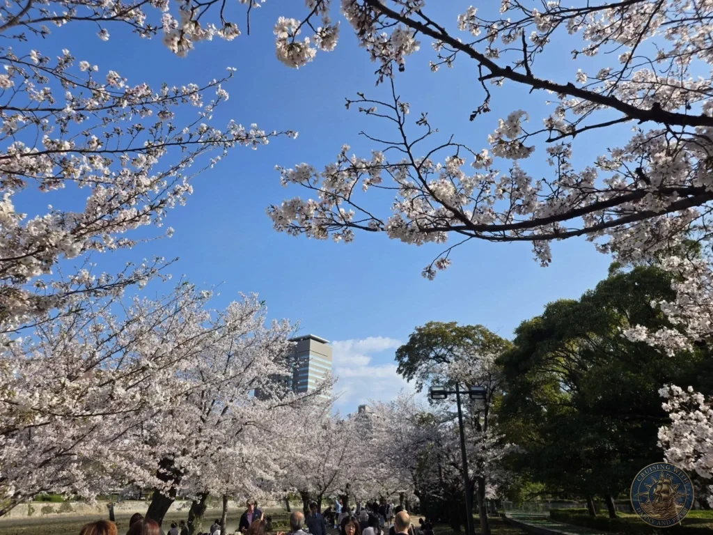 Hiroshima Japan Cruise Port Guide 2026 – Insider Tips & One Day Itinerary 54 Vibrant cherry blossom trees blooming in full canopy above a walking path along the river in Hiroshima Peace Memorial Park Japan. Hiroshima Japan Cruise Port Guide, DIY Hiroshima Cruise Port to City Center, Things to do in Hiroshima from cruise ship, Westerdam Hiroshima Docking Location, One day in Hiroshima Japan itinerary by Danny and Peter.