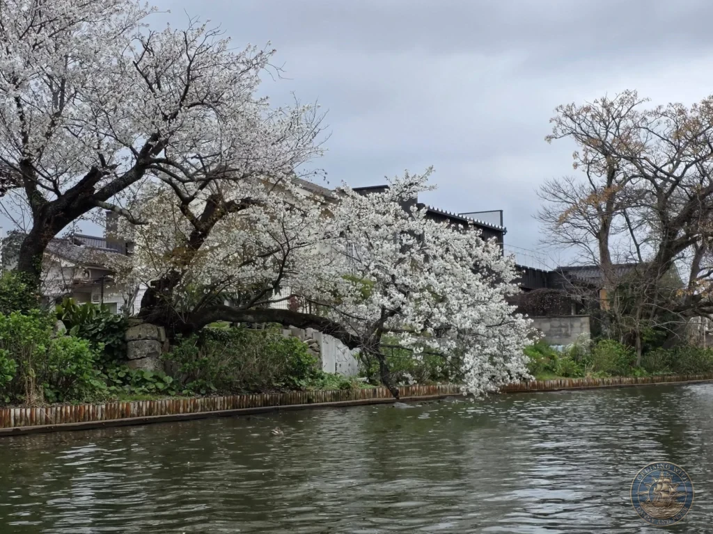 White cherry blossom branches in full bloom leaning gracefully over the water along the Horikawa Canal near Matsue Castle during a shore excursion from Sakaiminato Japan Cruise Port Guide, DIY Sakaiminato Cruise Port to City Center, Things to do in Sakaiminato from cruise ship, Westerdam Sakaiminato Docking Location, One day in Sakaiminato Japan itinerary by Danny and Peter.
