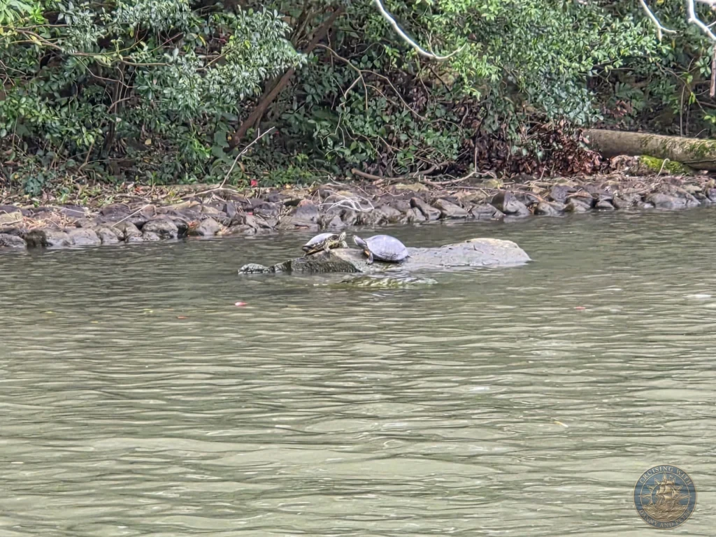 Two turtles resting and basking on a submerged rock in the Horikawa Canal surrounded by calm water and lush bank foliage during a shore excursion from Sakaiminato Japan Cruise Port Guide, DIY Sakaiminato Cruise Port to City Center, Things to do in Sakaiminato from cruise ship, Westerdam Sakaiminato Docking Location, One day in Sakaiminato Japan itinerary by Danny and Peter.