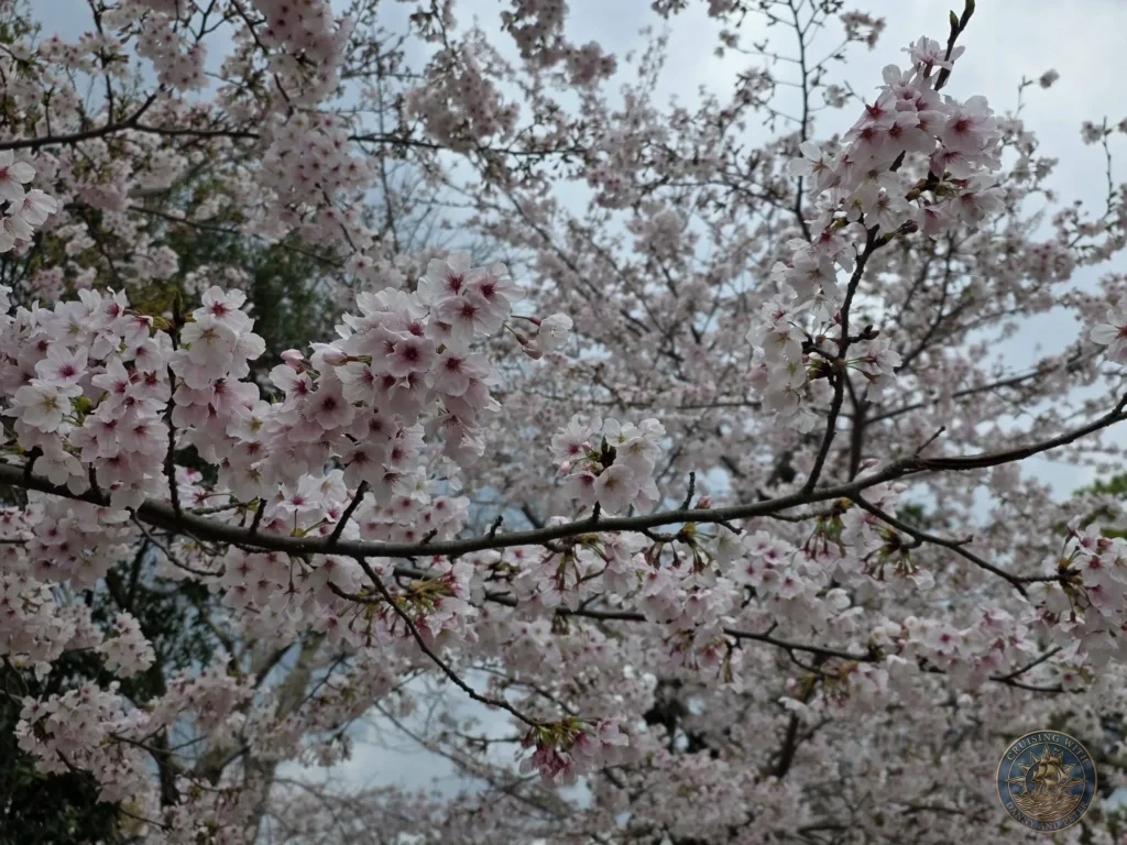 Hiroshima Japan Cruise Port Guide 2026 – Insider Tips & One Day Itinerary 38 Close-up view of delicate pink cherry blossom clusters blooming on tree branches under a spring sky on Miyajima Island in Hiroshima Japan. Hiroshima Japan Cruise Port Guide, DIY Hiroshima Cruise Port to City Center, Things to do in Hiroshima from cruise ship, Westerdam Hiroshima Docking Location, One day in Hiroshima Japan itinerary by Danny and Peter.