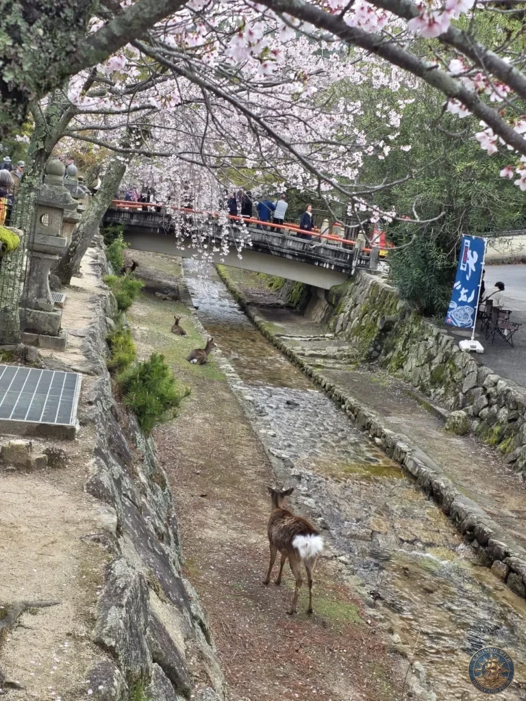 Hiroshima Japan Cruise Port Guide 2026 – Insider Tips & One Day Itinerary 15 Wild sika deer resting and walking along a stone stream bank under blooming cherry blossom trees near a footbridge on Miyajima Island in Hiroshima Japan. Hiroshima Japan Cruise Port Guide, DIY Hiroshima Cruise Port to City Center, Things to do in Hiroshima from cruise ship, Westerdam Hiroshima Docking Location, One day in Hiroshima Japan itinerary by Danny and Peter.