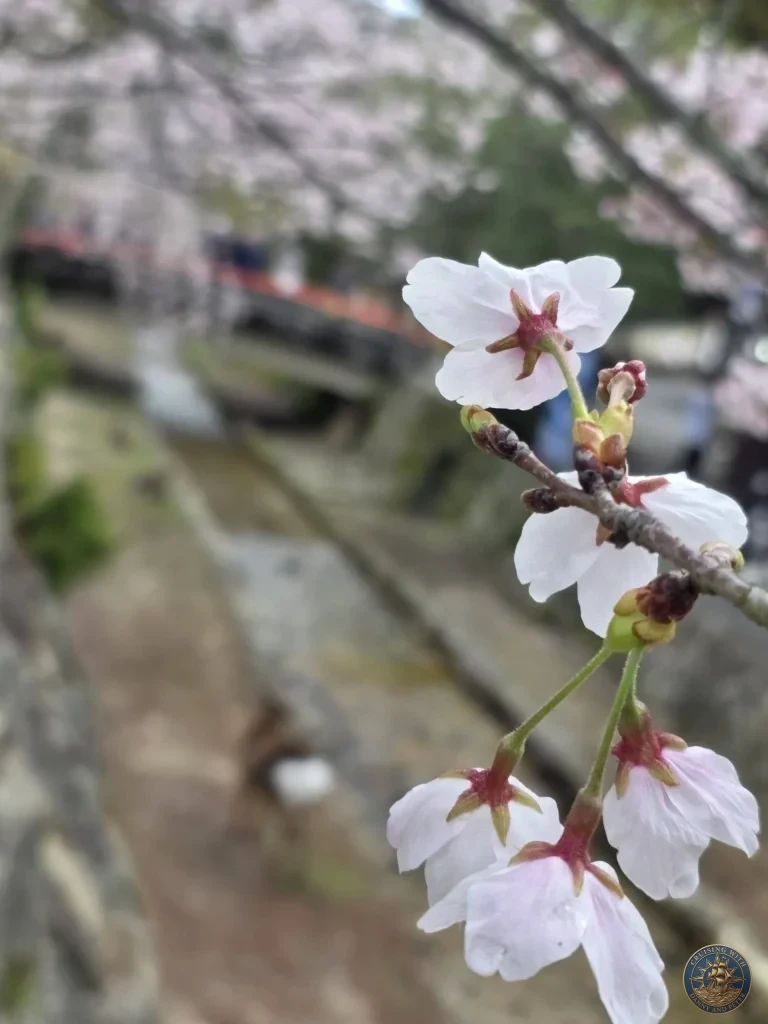 Hiroshima Japan Cruise Port Guide 2026 – Insider Tips & One Day Itinerary 40 Macro close-up view of delicate white and pink cherry blossom petals on a slender branch with a blurred background stream on Miyajima Island in Hiroshima Japan. Hiroshima Japan Cruise Port Guide, DIY Hiroshima Cruise Port to City Center, Things to do in Hiroshima from cruise ship, Westerdam Hiroshima Docking Location, One day in Hiroshima Japan itinerary by Danny and Peter.