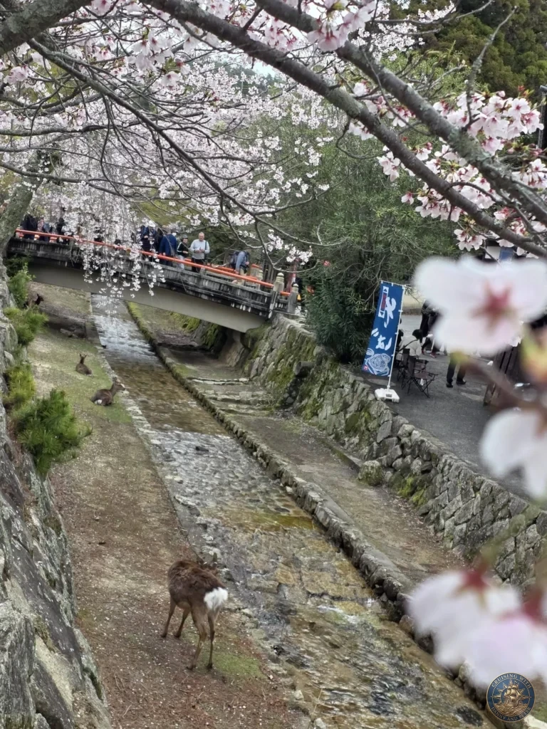 Hiroshima Japan Cruise Port Guide 2026 – Insider Tips & One Day Itinerary 41 Wild deer resting and walking along a stone-lined stream under a canopy of blooming pink cherry blossoms with a footbridge on Miyajima Island in Hiroshima Japan. Hiroshima Japan Cruise Port Guide, DIY Hiroshima Cruise Port to City Center, Things to do in Hiroshima from cruise ship, Westerdam Hiroshima Docking Location, One day in Hiroshima Japan itinerary by Danny and Peter.