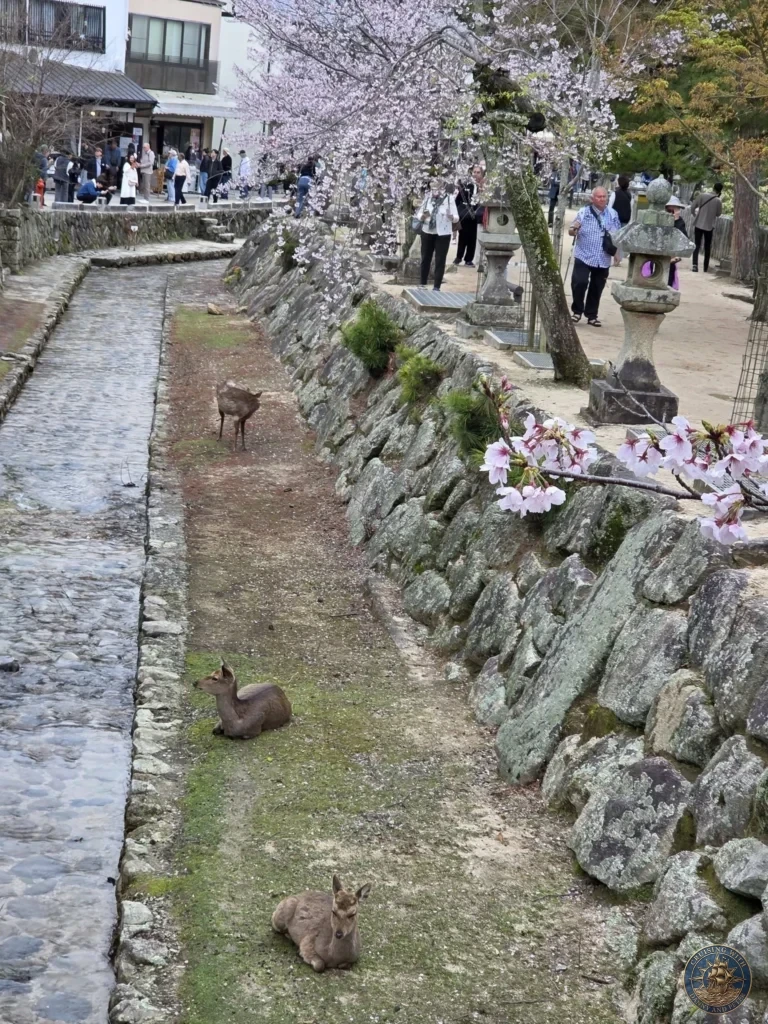 Hiroshima Japan Cruise Port Guide 2026 – Insider Tips & One Day Itinerary 74 Wild sika deer resting along a stone stream bank with stone lanterns and blooming cherry trees on Miyajima Island in Hiroshima Japan. Hiroshima Japan Cruise Port Guide, DIY Hiroshima Cruise Port to City Center, Things to do in Hiroshima from cruise ship, Westerdam Hiroshima Docking Location, One day in Hiroshima Japan itinerary by Danny and Peter.