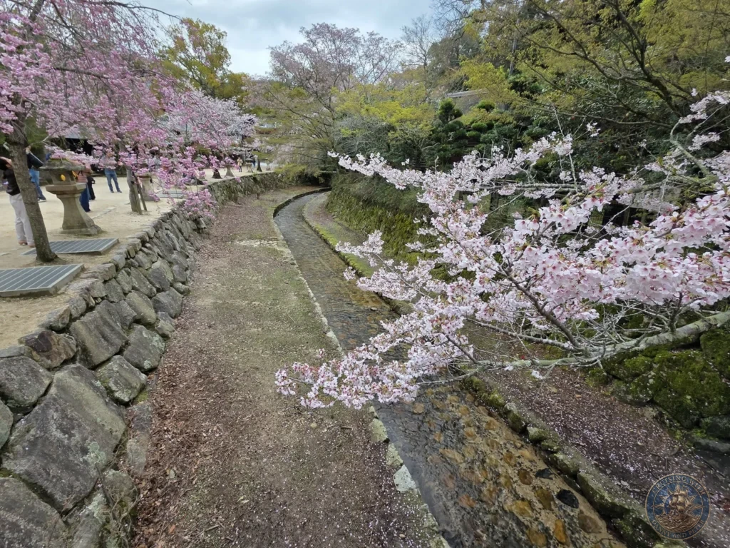 Hiroshima Japan Cruise Port Guide 2026 – Insider Tips & One Day Itinerary 42 High angle view of a stone canal surrounded by blooming pink cherry blossom trees and stone lanterns on Miyajima Island in Hiroshima Japan. Hiroshima Japan Cruise Port Guide, DIY Hiroshima Cruise Port to City Center, Things to do in Hiroshima from cruise ship, Westerdam Hiroshima Docking Location, One day in Hiroshima Japan itinerary by Danny and Peter.