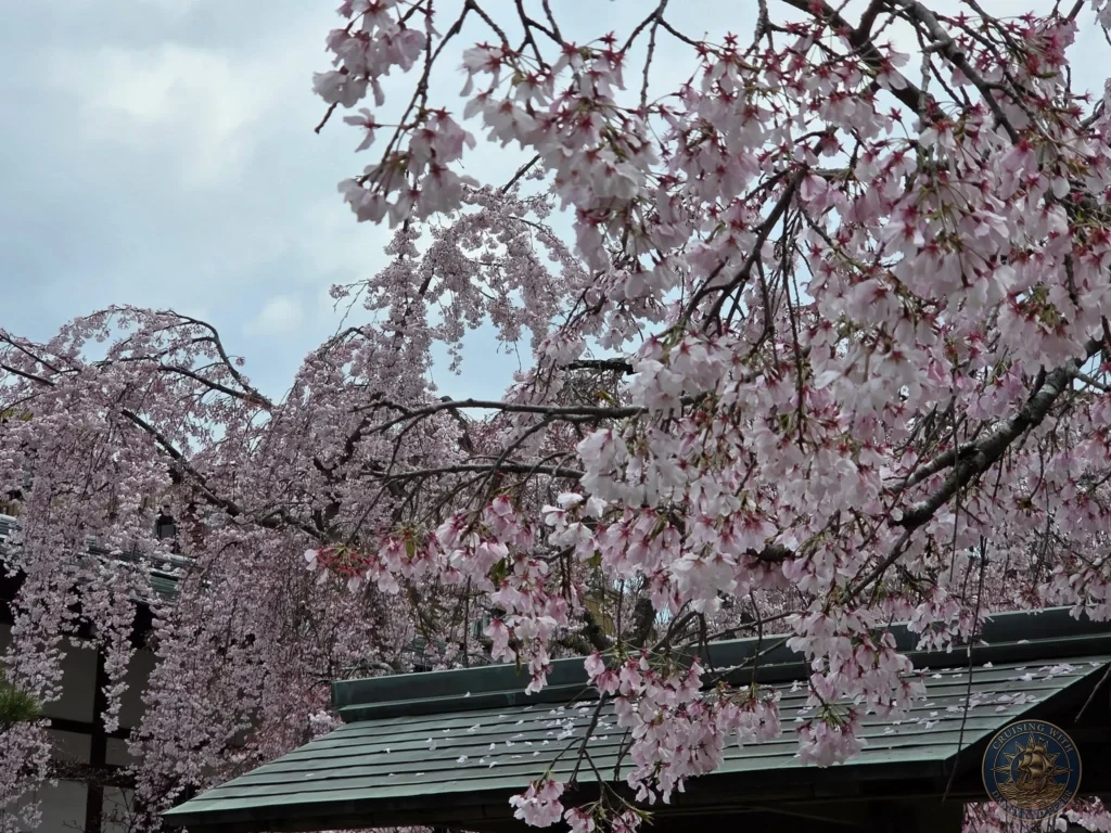 Hiroshima Japan Cruise Port Guide 2026 – Insider Tips & One Day Itinerary 44 Vibrant pink weeping cherry blossoms draped over a traditional Japanese wooden roof structure on Miyajima Island in Hiroshima Japan. Hiroshima Japan Cruise Port Guide, DIY Hiroshima Cruise Port to City Center, Things to do in Hiroshima from cruise ship, Westerdam Hiroshima Docking Location, One day in Hiroshima Japan itinerary by Danny and Peter.